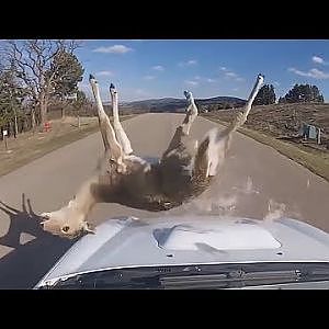 WORST MOMENTS OF RALLY - ANIMALS EDITION